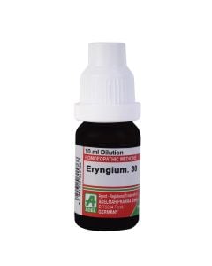 Eryngium